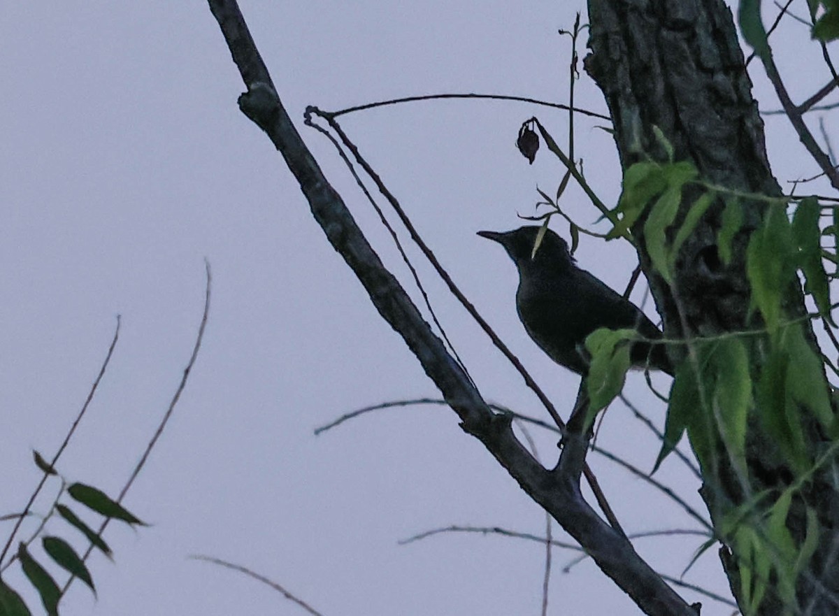 Gray Catbird - ML646163764