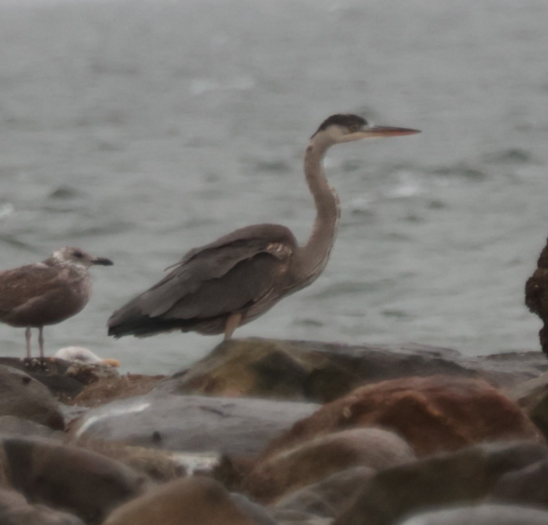 Great Blue Heron - ML646163765