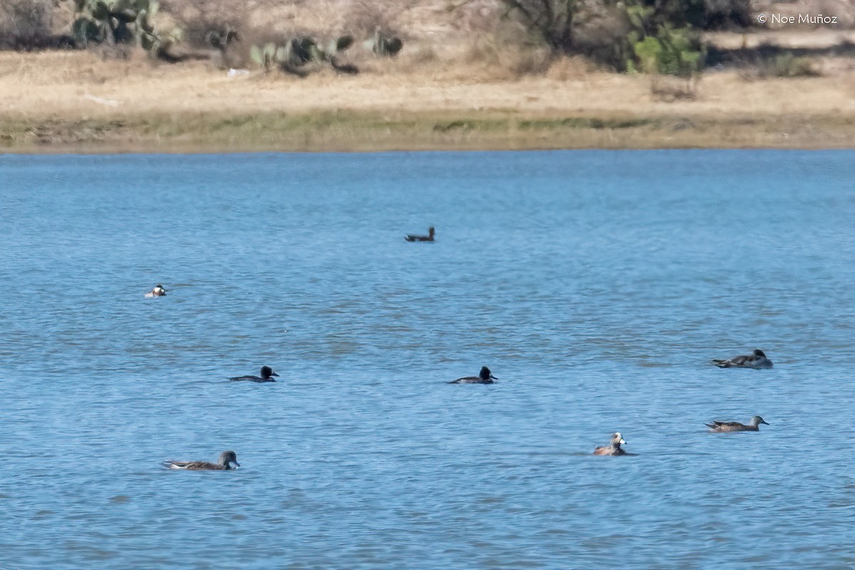 Lesser Scaup - ML646163770