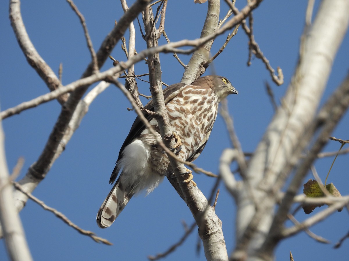 カンムリオオタカ - ML646163771