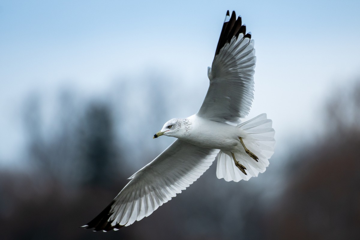 Ring-billed Gull - ML646163774
