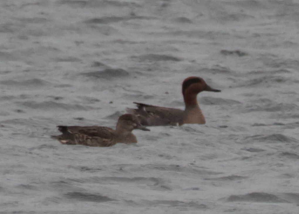 Green-winged Teal - ML646163784