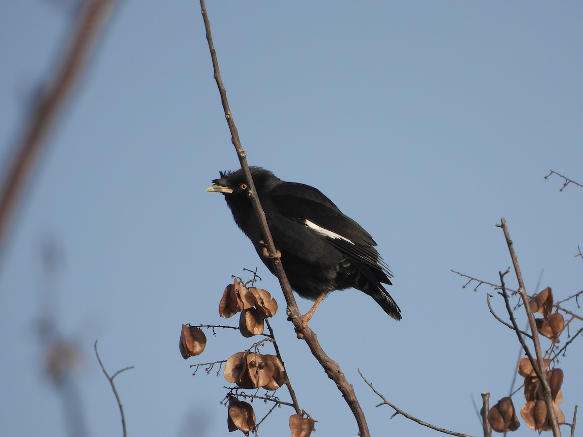 ハッカチョウ - ML646163786