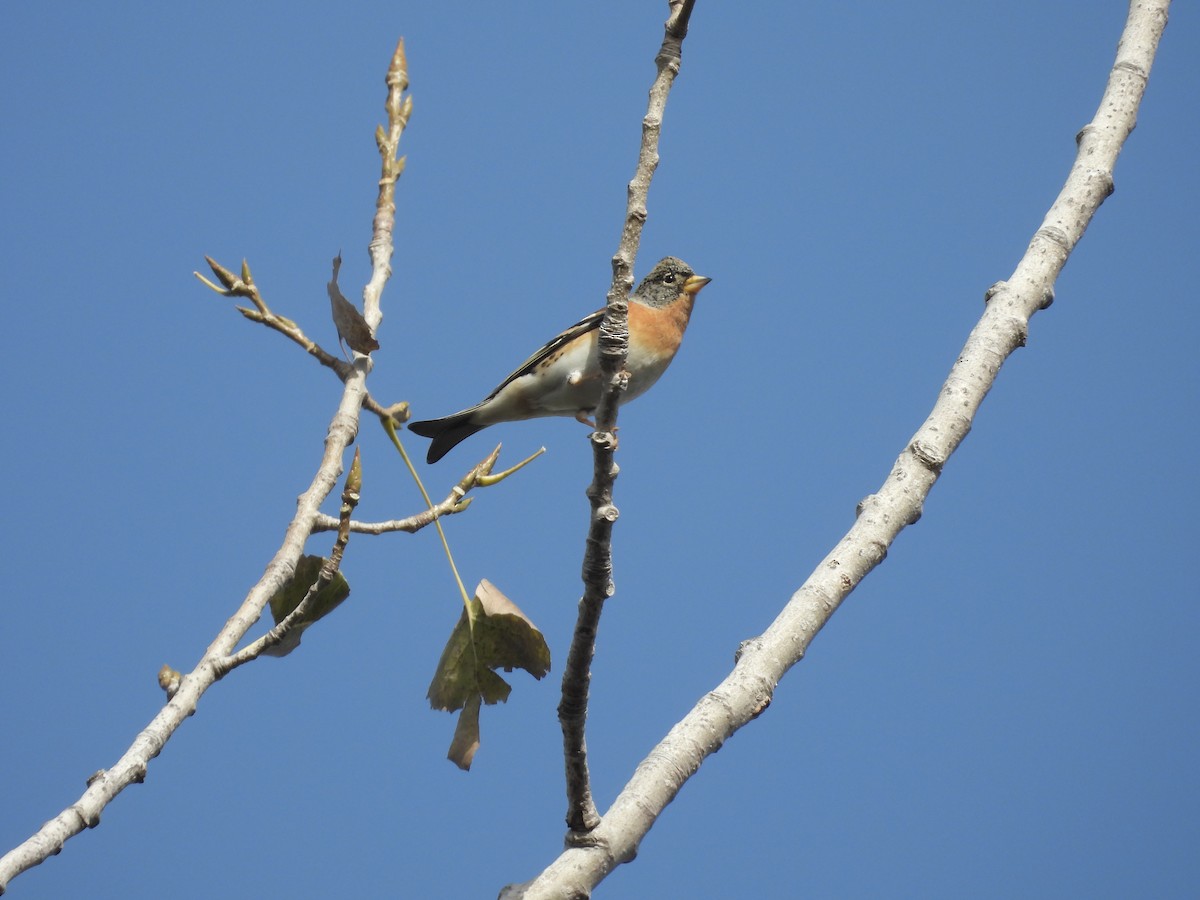 アトリ - ML646163795