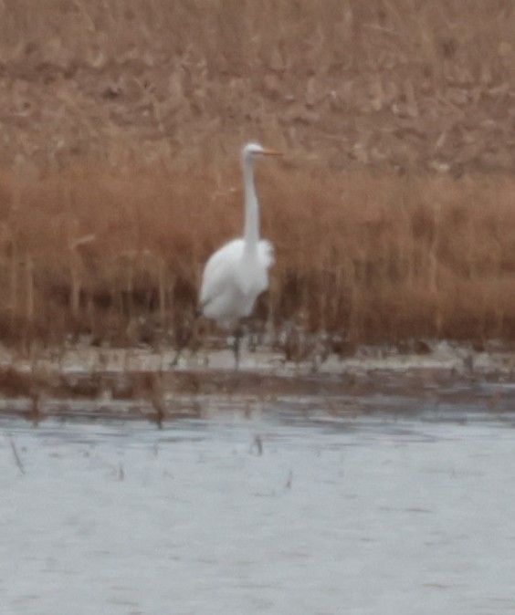 Great Egret - ML646163801
