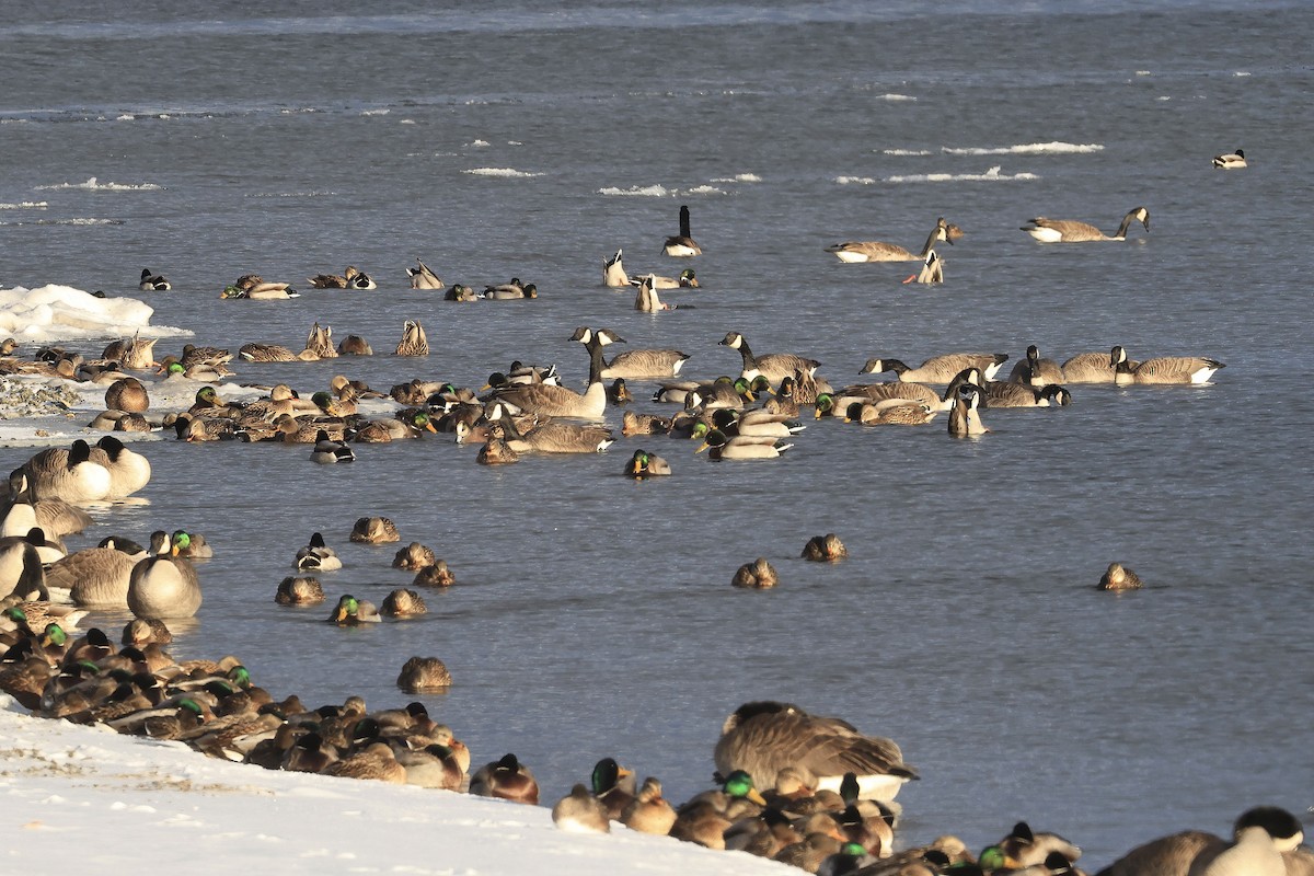 American Wigeon - ML646163803
