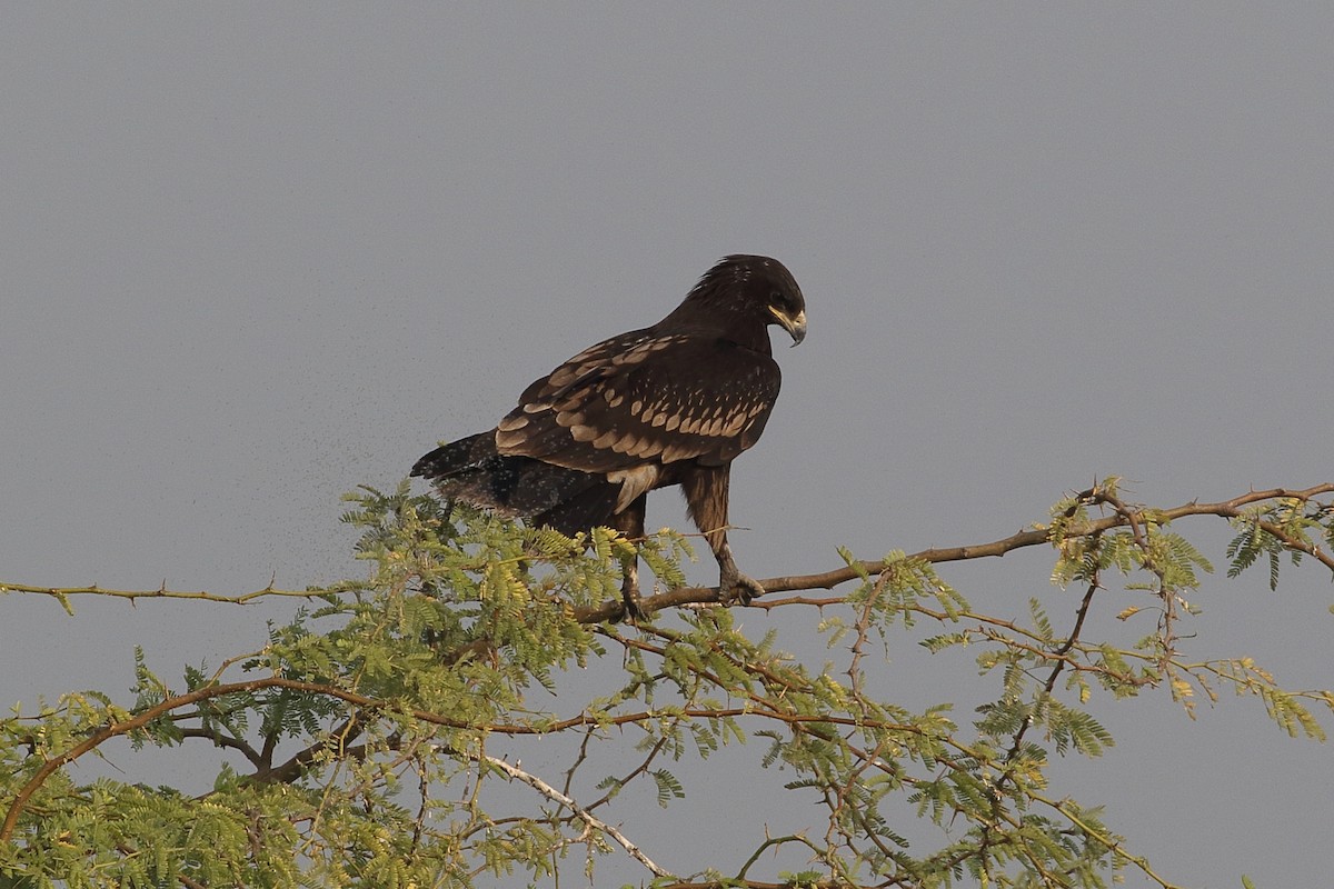 עיט צפרדעים - ML646163804