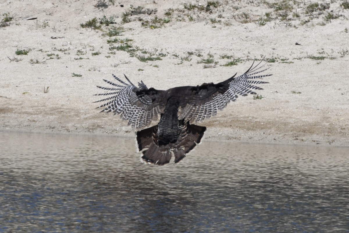 Wild Turkey - ML646163805