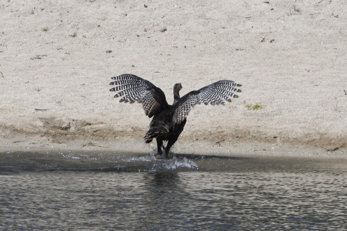 Wild Turkey - ML646163806