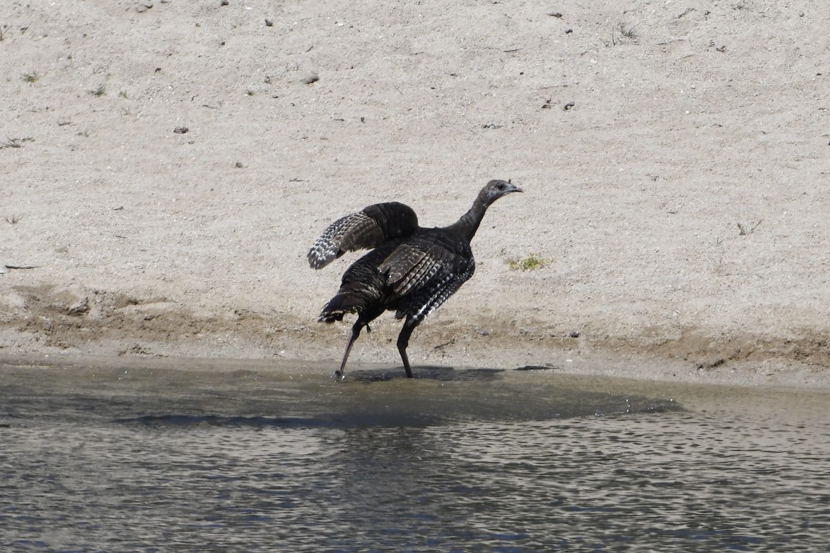 Wild Turkey - ML646163807