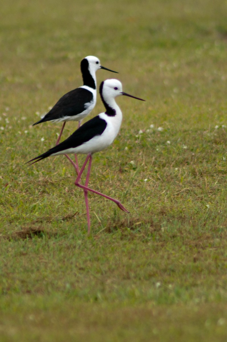 Кулик-довгоніг строкатий - ML646163810