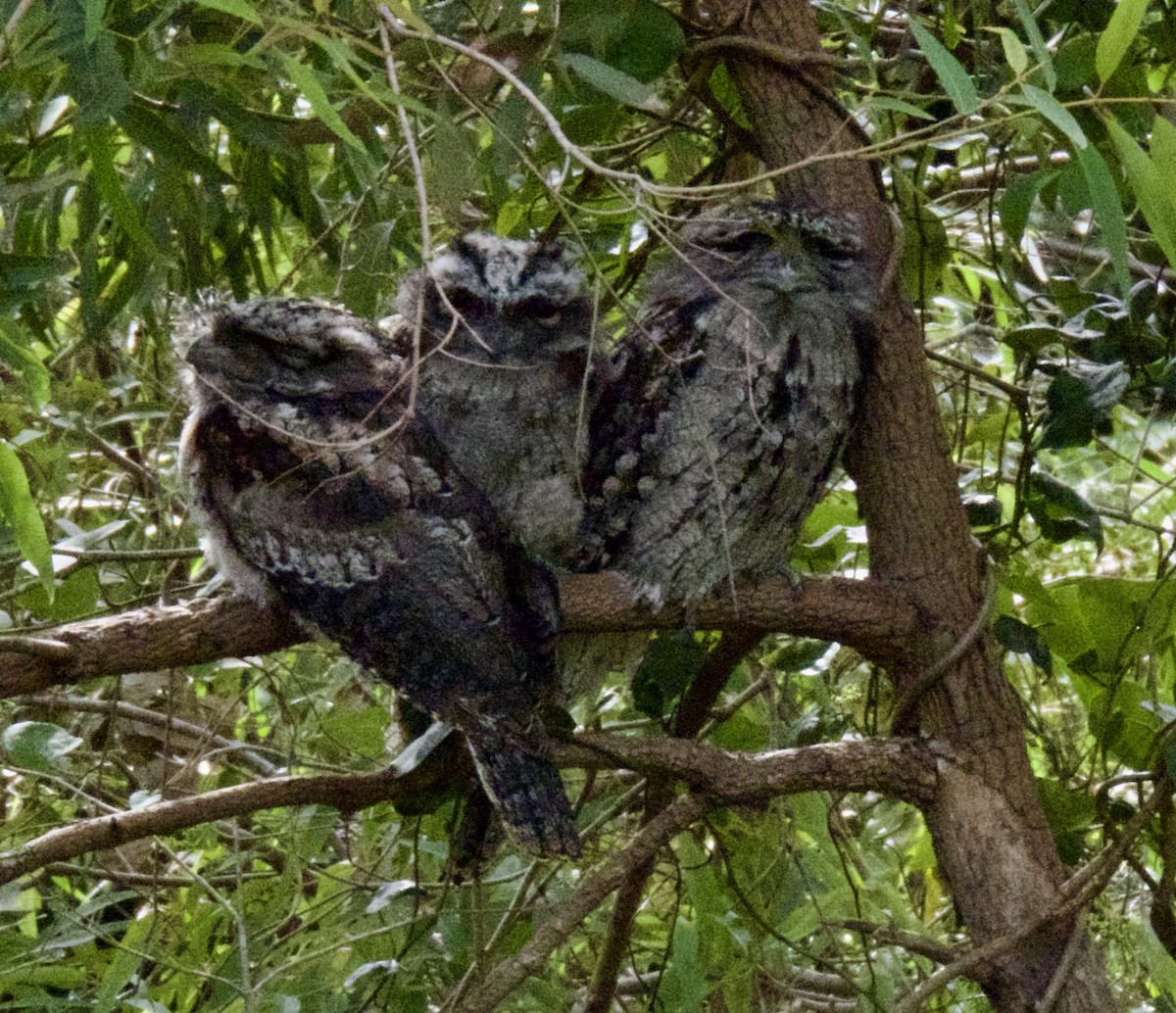 Tawny Frogmouth - ML646163812