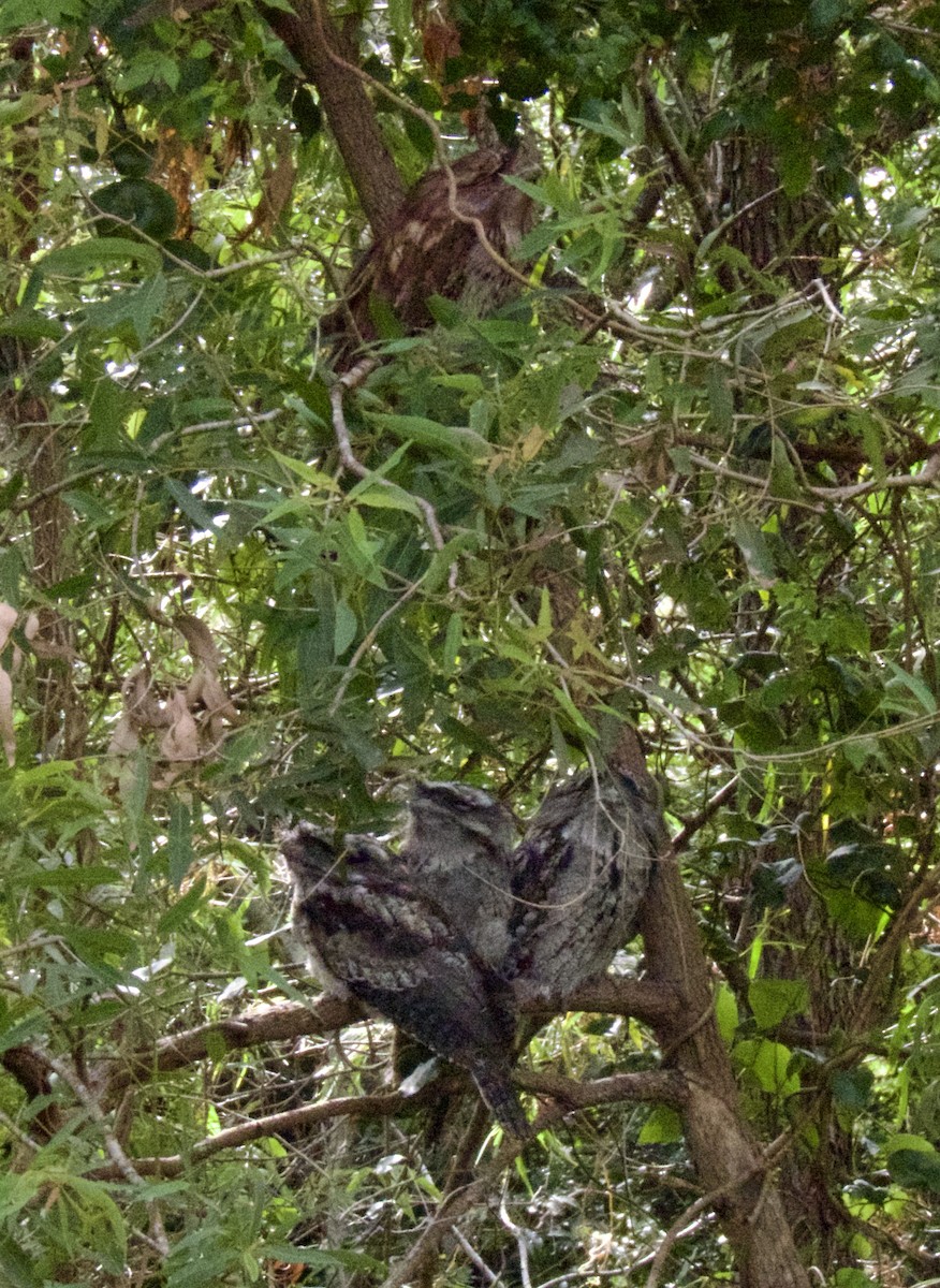 Tawny Frogmouth - ML646163813