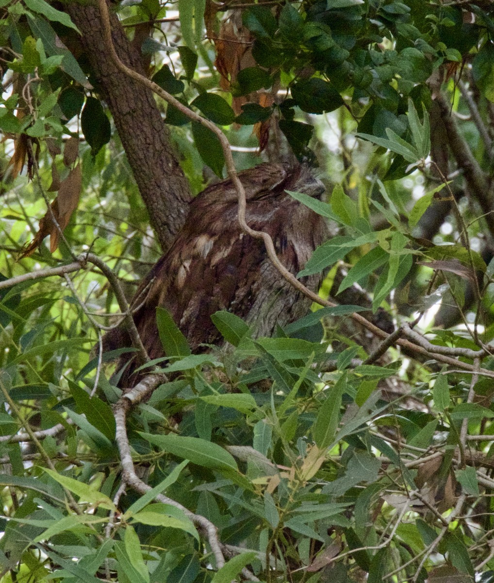 Tawny Frogmouth - ML646163814