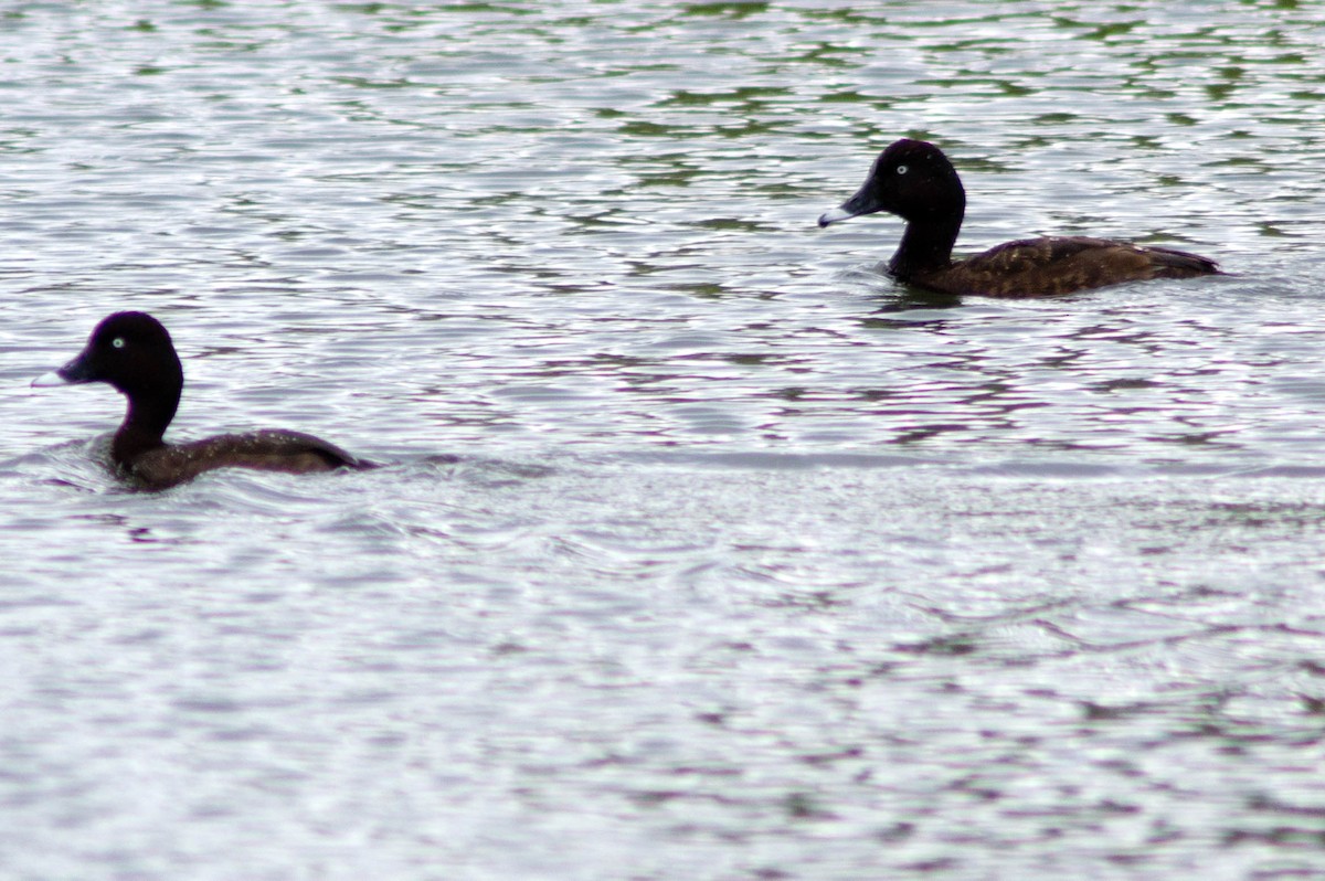 australiadykkand - ML646163815