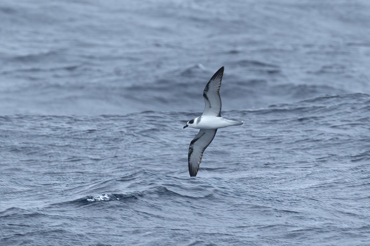 クビワオオシロハラミズナギドリ - ML646163817