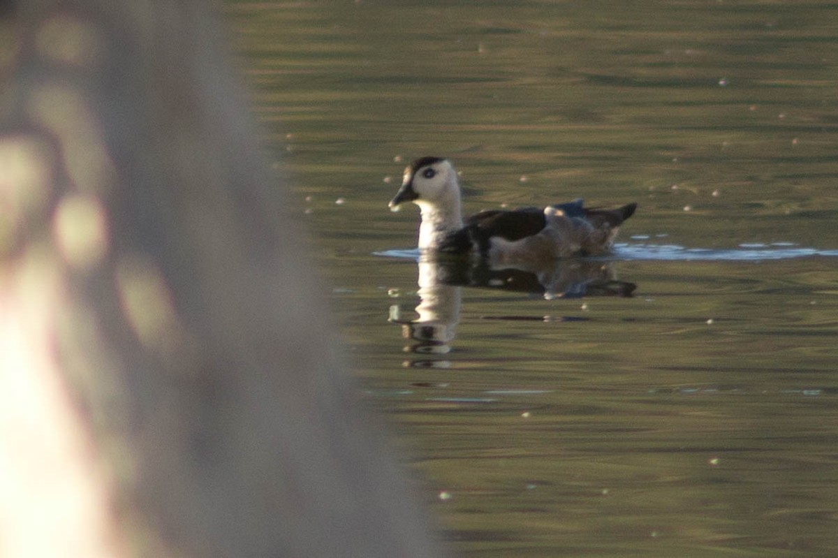 Чирянка-крихітка індійська - ML646163818