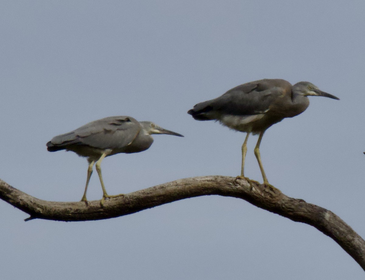 White-faced Heron - ML646163826