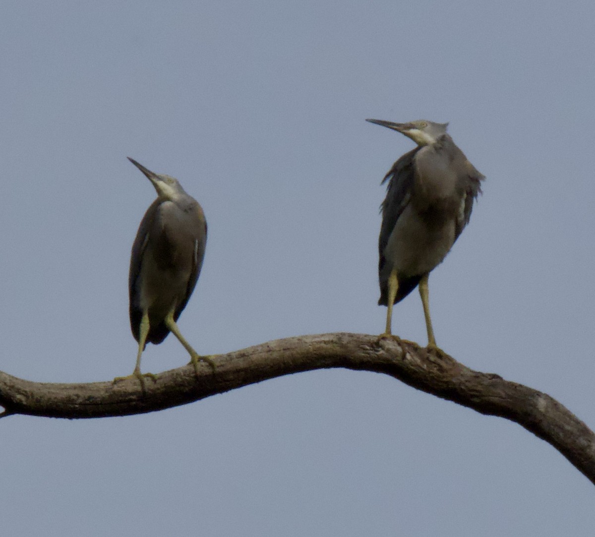 White-faced Heron - ML646163827