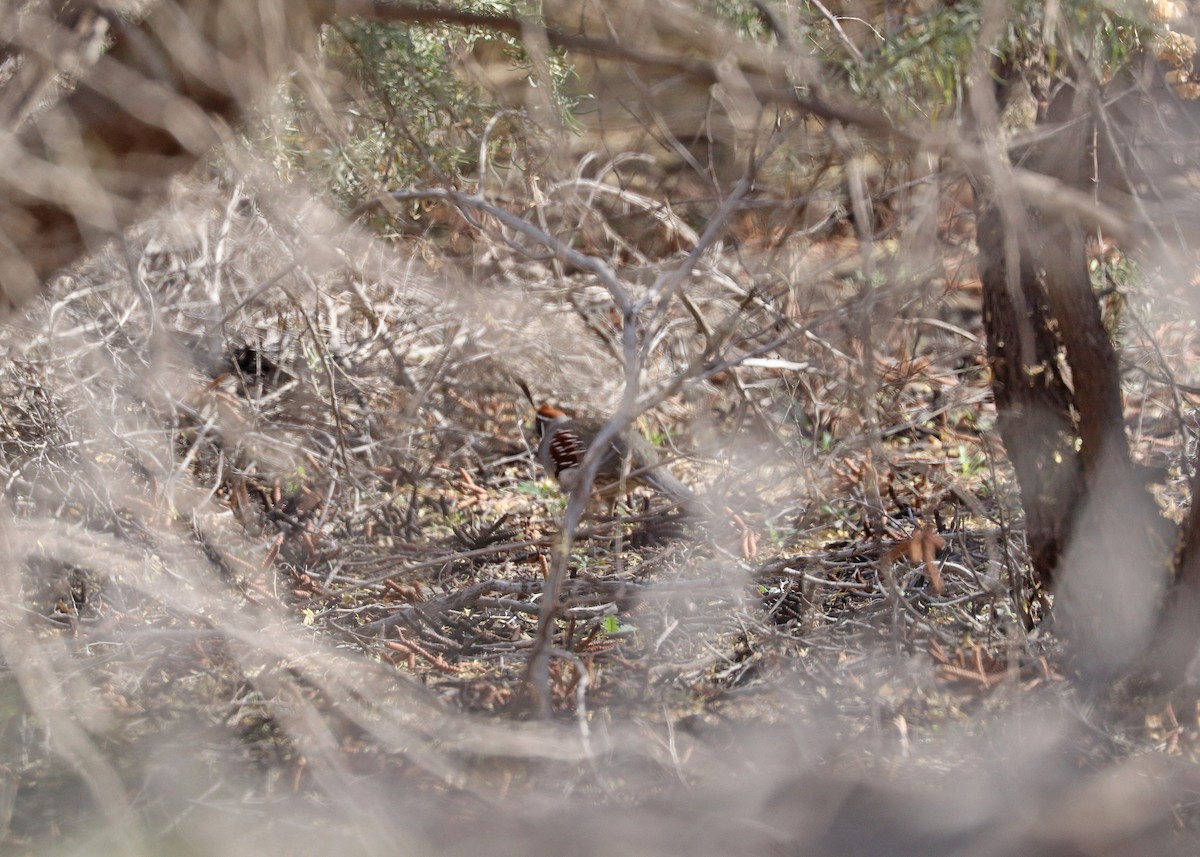 Gambel's Quail - ML646163847