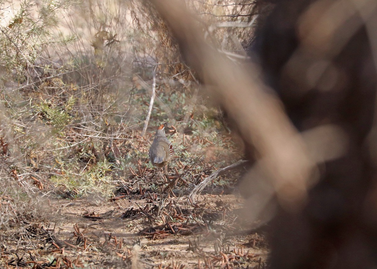 Gambel's Quail - ML646163848