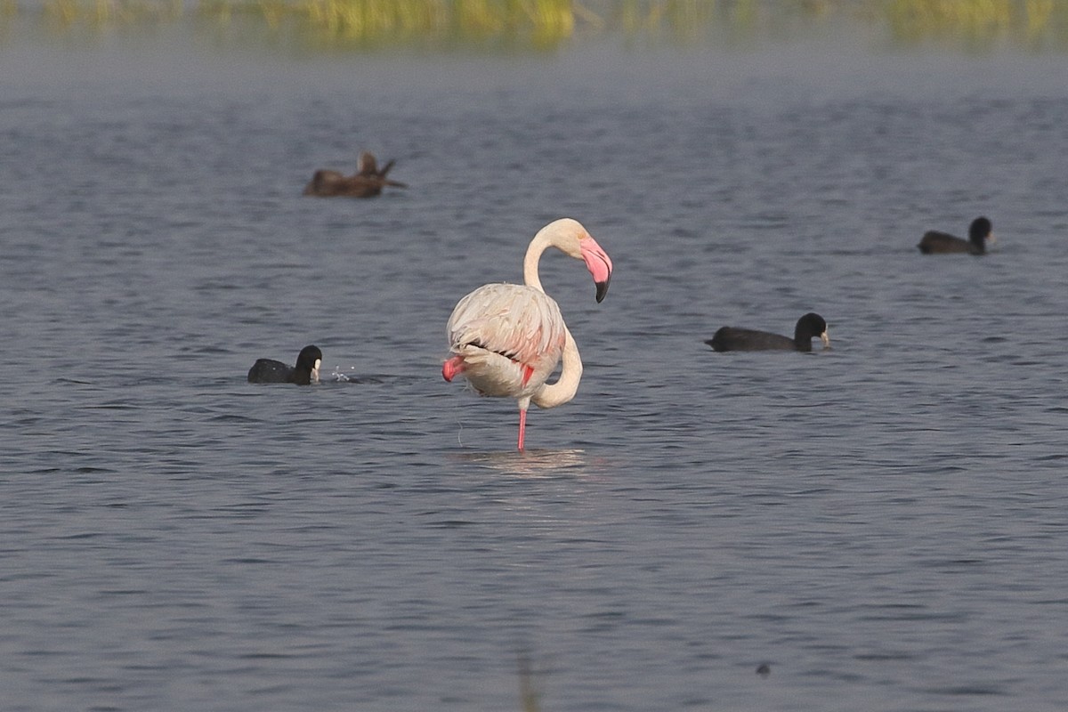 פלמינגו גדול - ML646163866