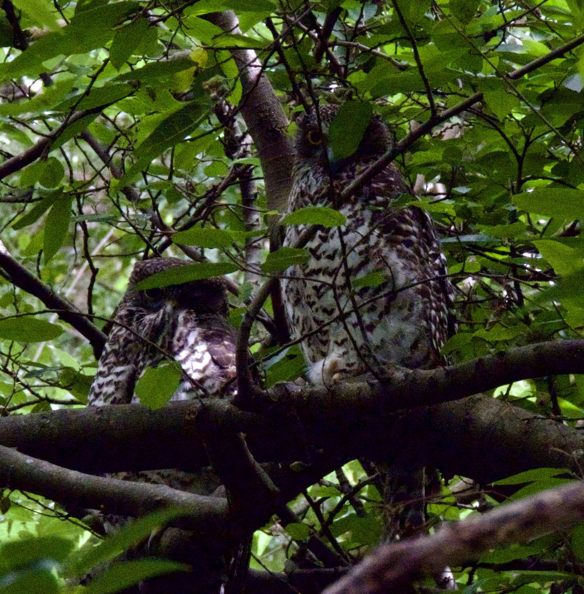 Powerful Owl - ML646163872