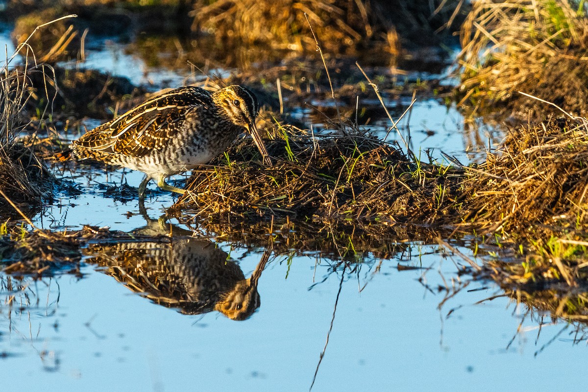 Wilson's Snipe - ML646163873