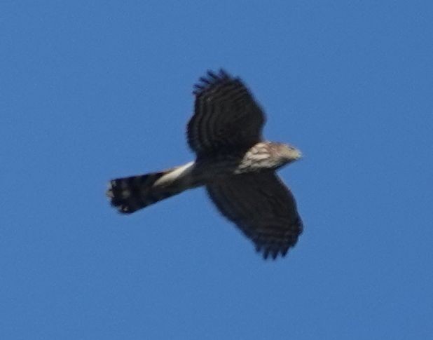 Cooper's Hawk - ML646163878