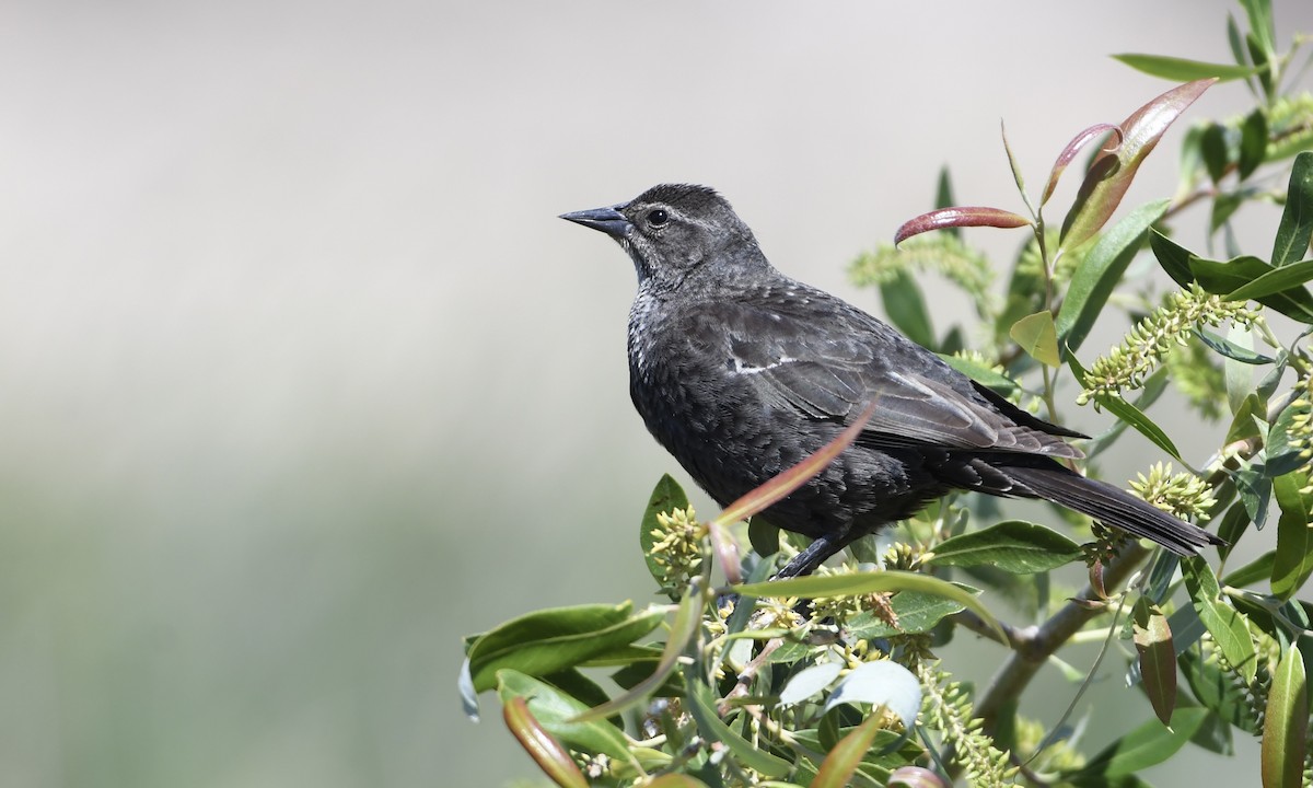 Sargento Tricolor - ML646163896