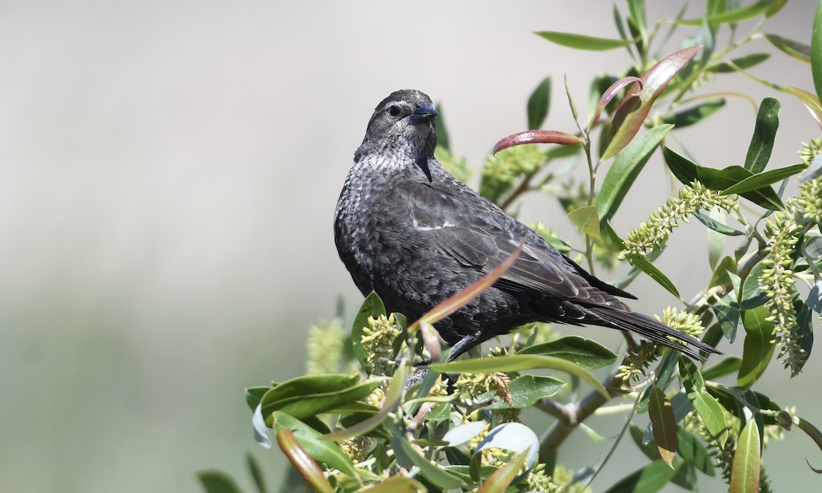Sargento Tricolor - ML646163897