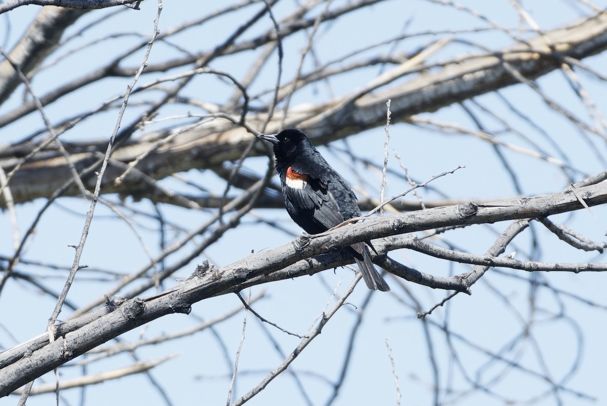 Sargento Tricolor - ML646163900