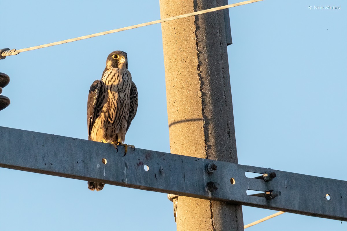 Peregrine Falcon - ML646163905
