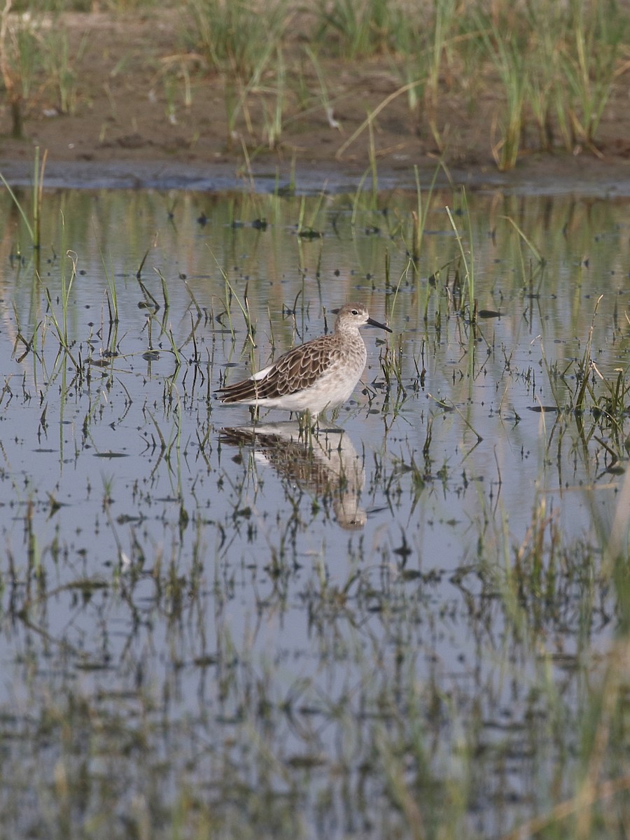 לוחם - ML646163915