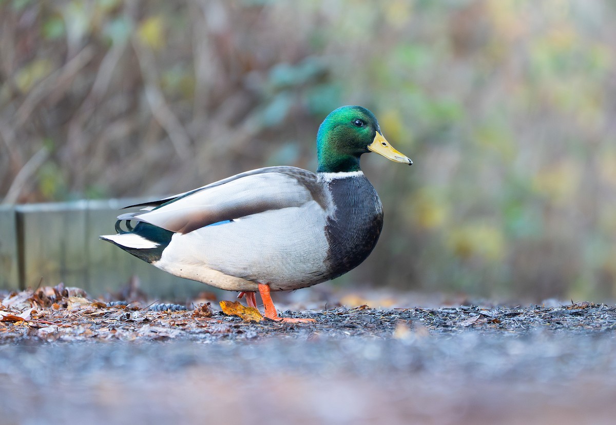 ברכיה - ML646163916