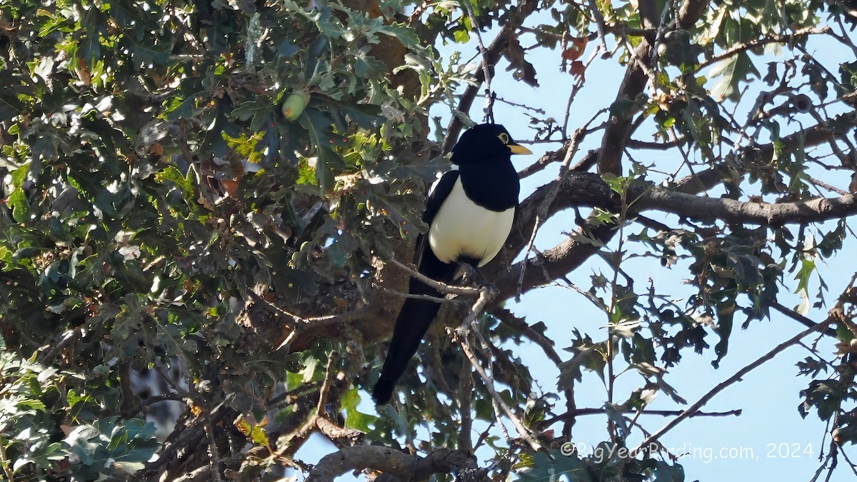 Yellow-billed Magpie - ML646163920