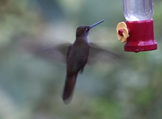 Bronzy Inca - ML646163926