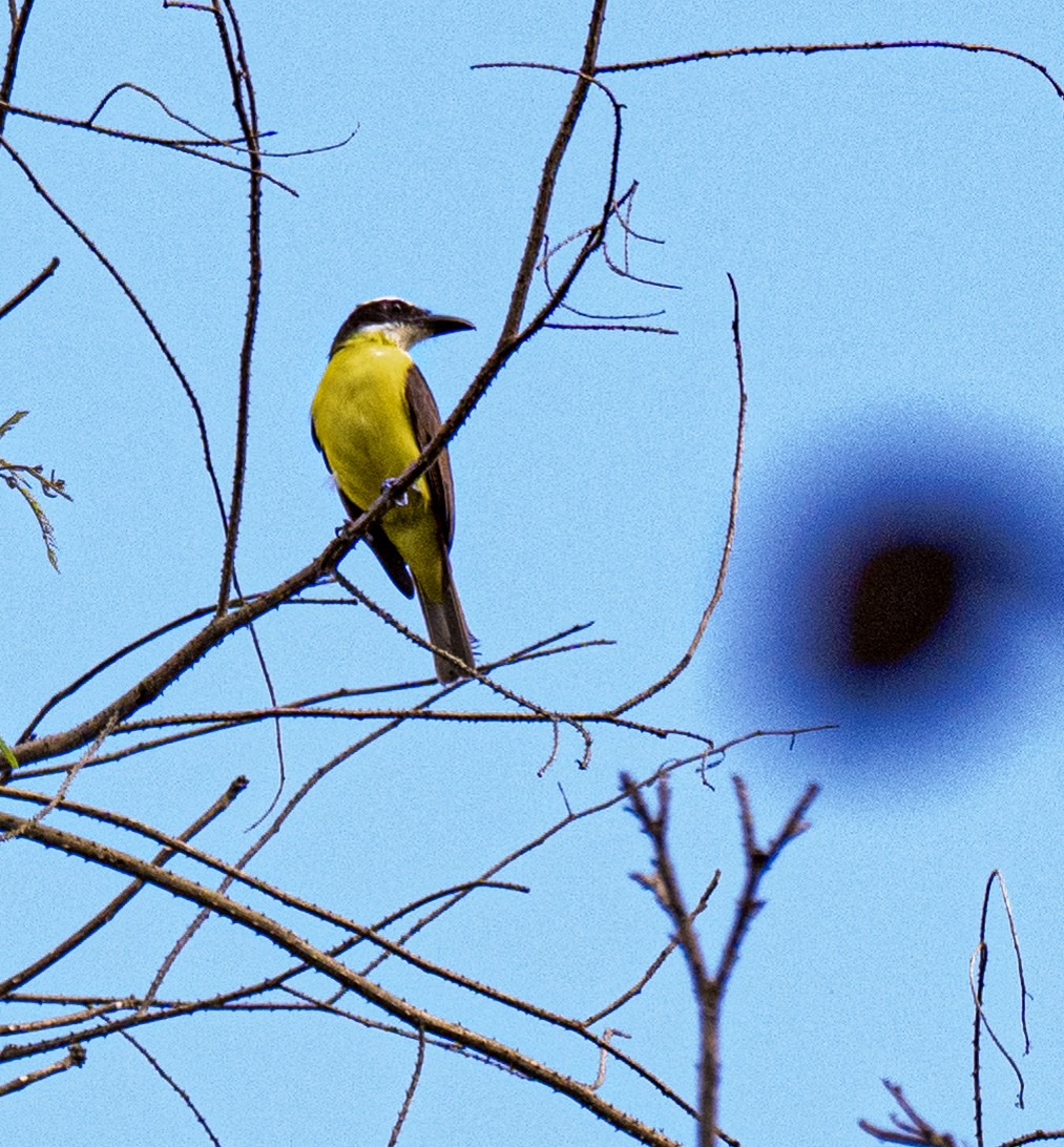 オオハシタイランチョウ - ML646163934