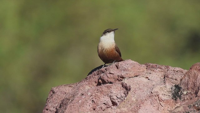 Орішець каньйоновий - ML646163935