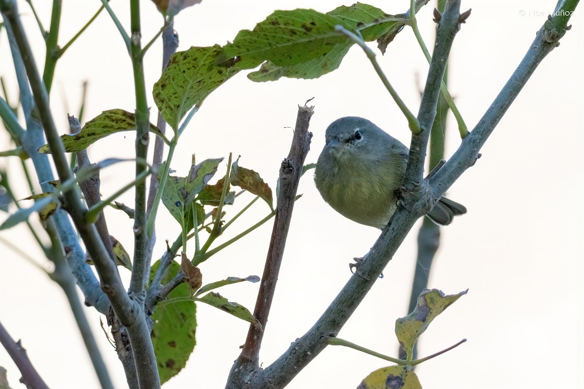 Orange-crowned Warbler - ML646163939