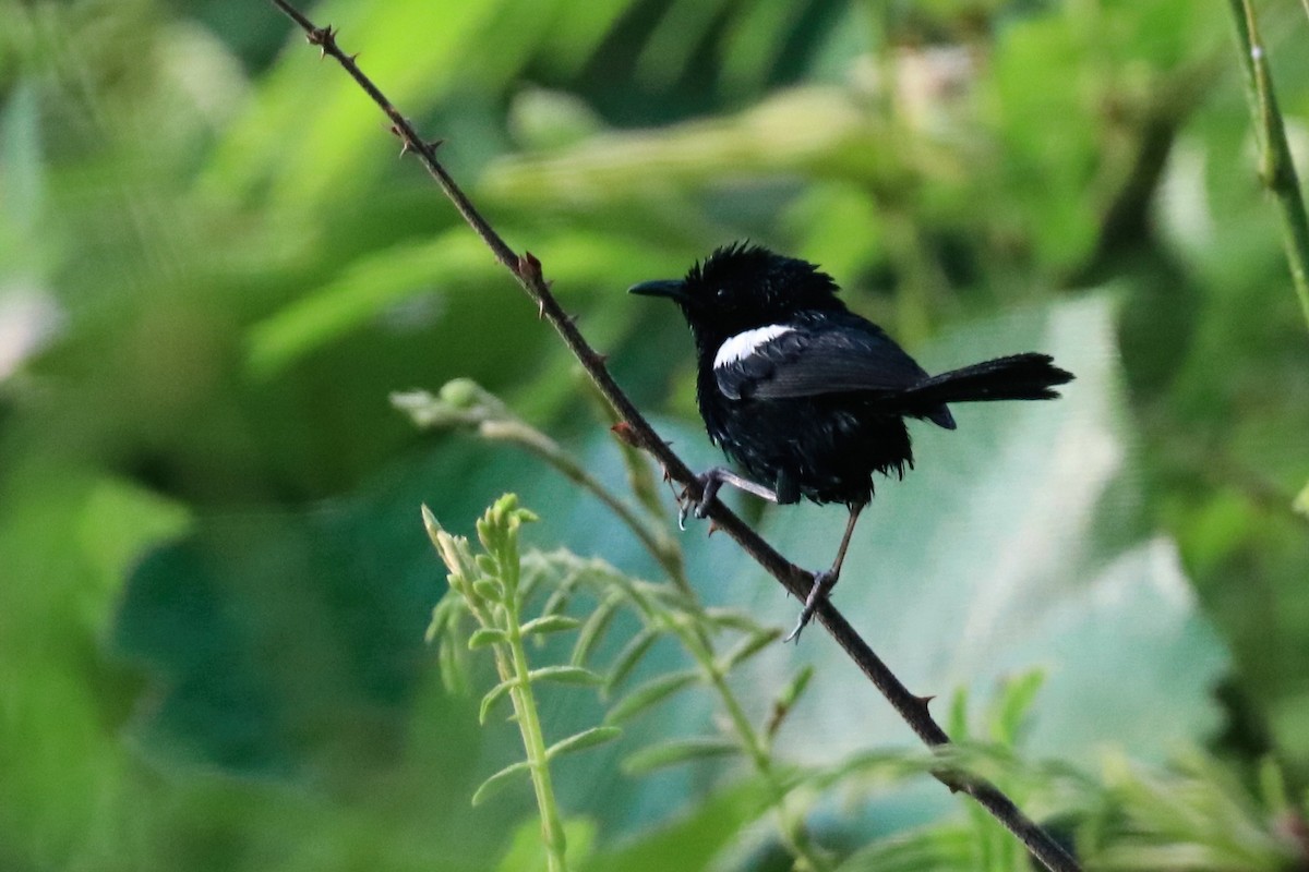 White-shouldered Fairywren - ML646163952