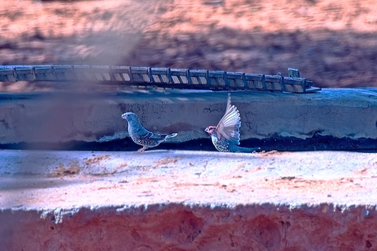 Red-headed Finch - ML646163964
