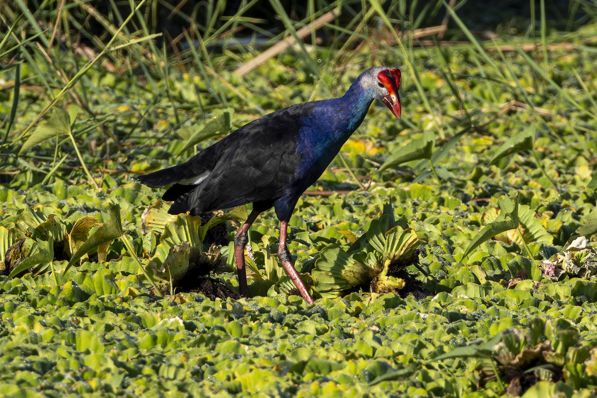 Pollo sultano testagrigia - ML646163970