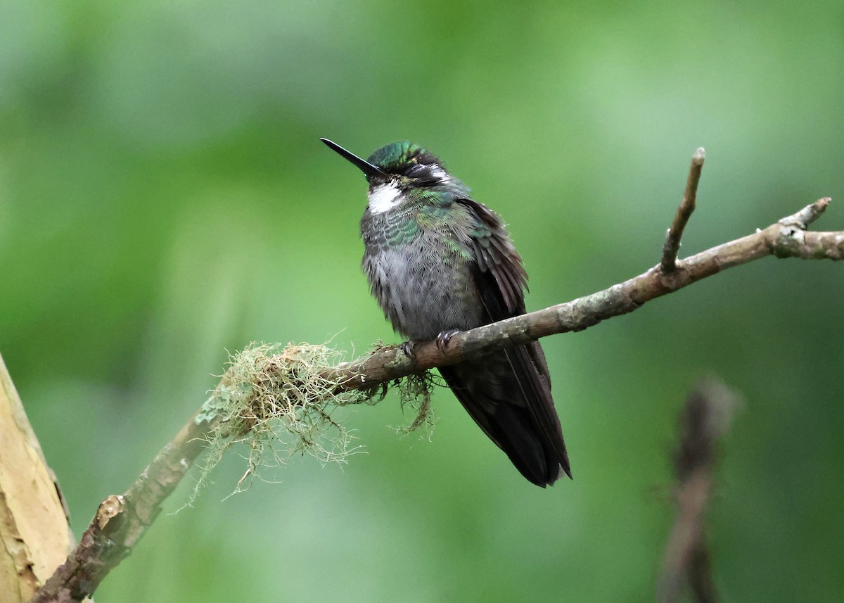 White-throated Mountain-gem - ML646163973