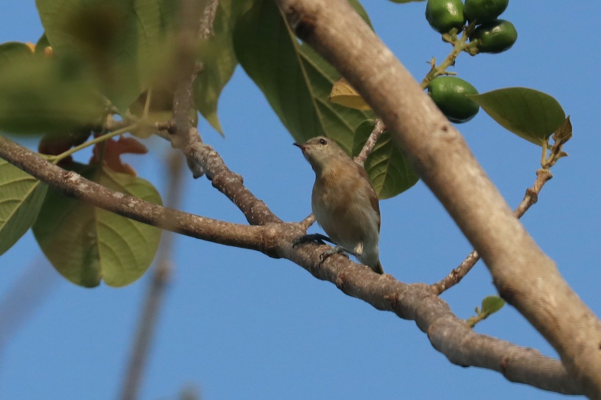 Rufous-banded Honeyeater - ML646164005