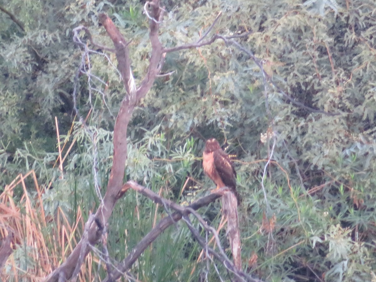 Northern Harrier - ML646164017