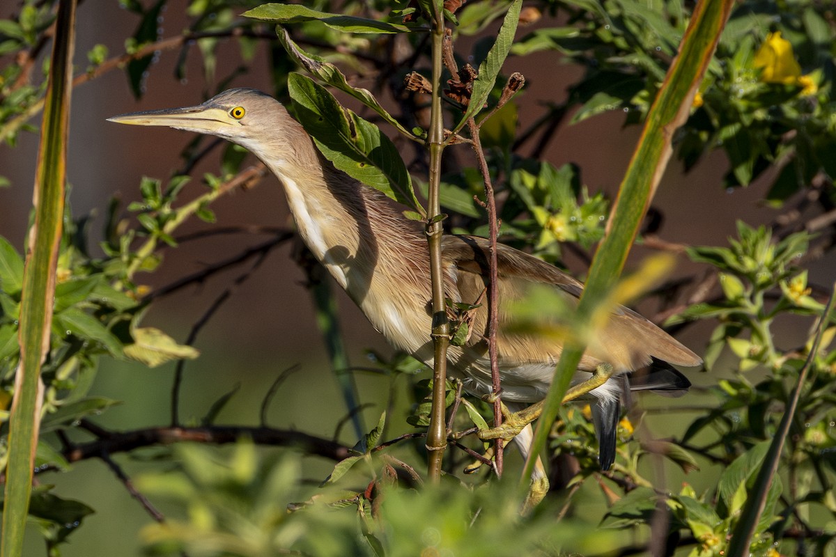 Yellow Bittern - ML646164018