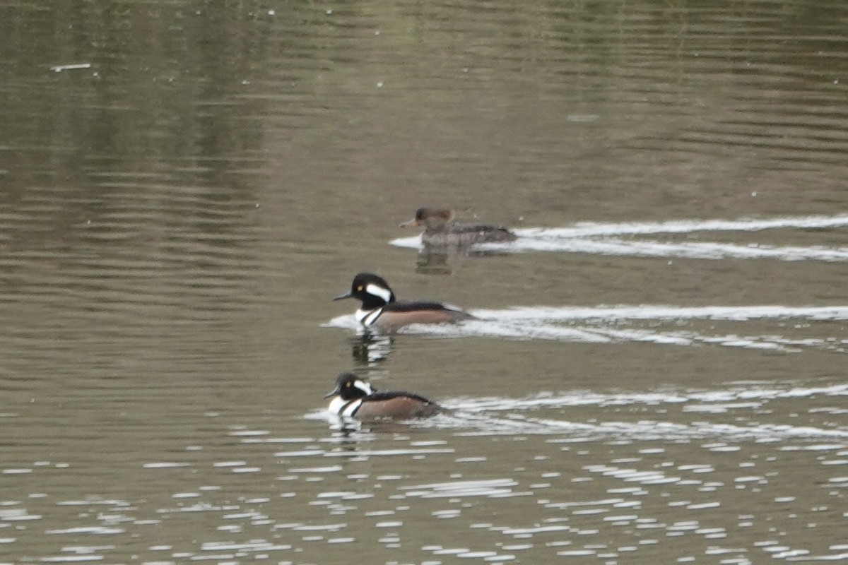 Hooded Merganser - ML646164020