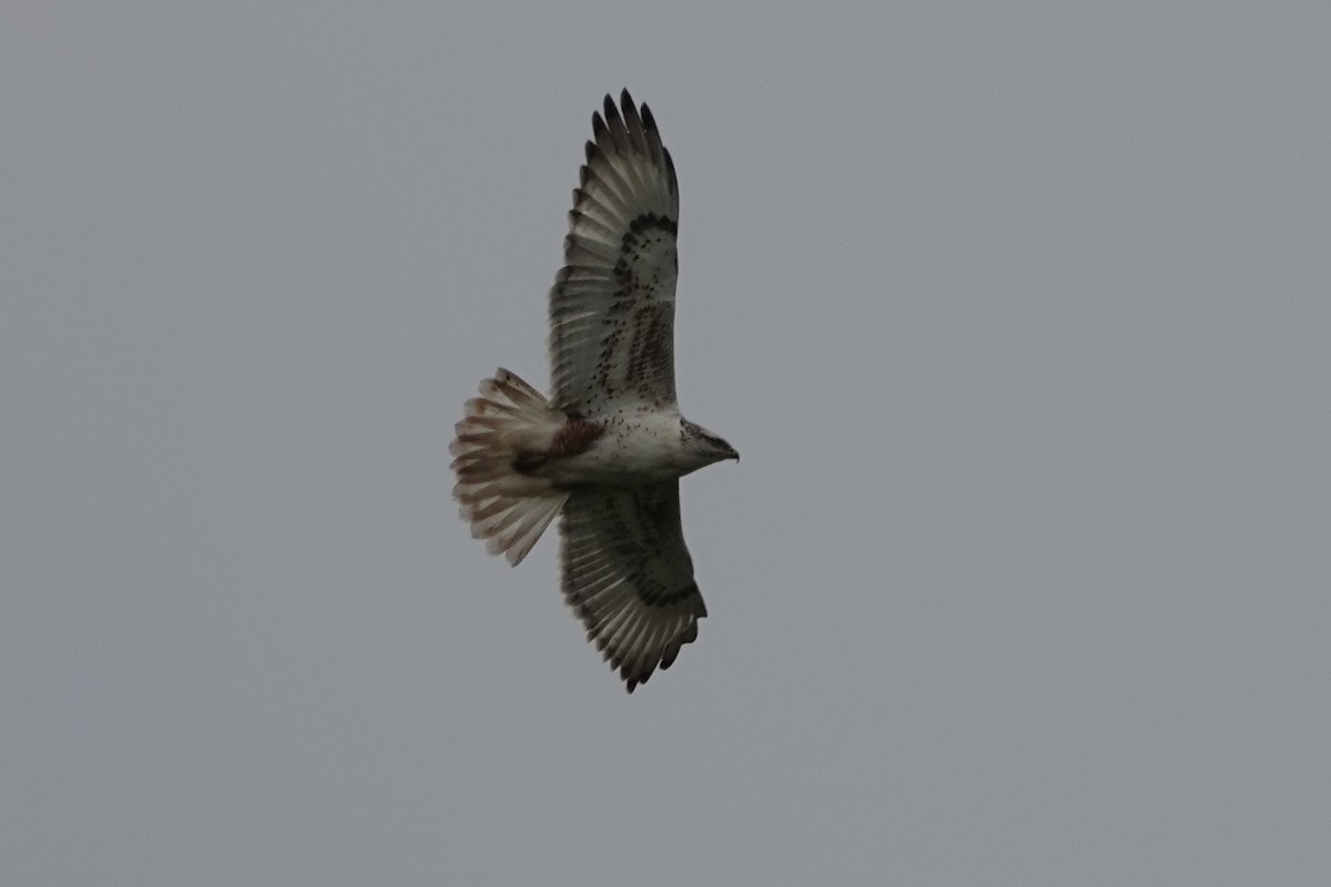 Ferruginous Hawk - ML646164029