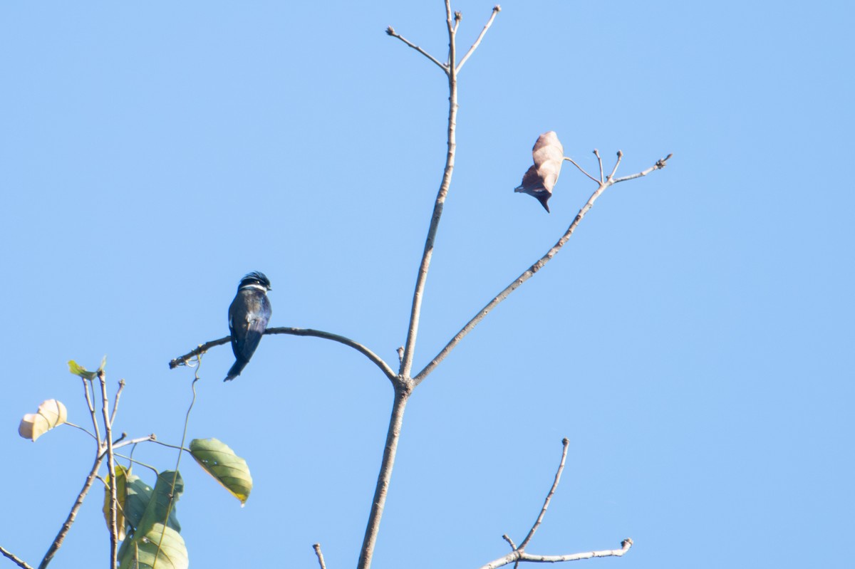 Whiskered Treeswift - ML646164030
